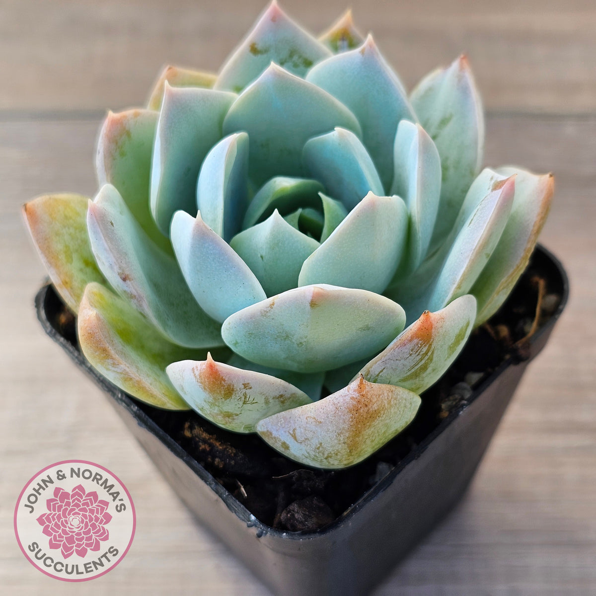 Sedum suaveolens