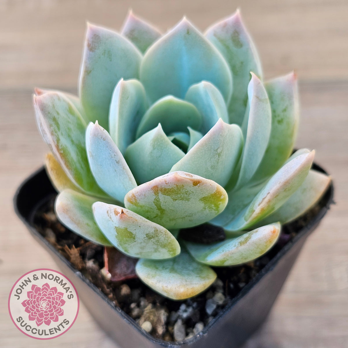Sedum suaveolens