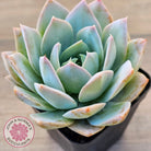 Sedum suaveolens
