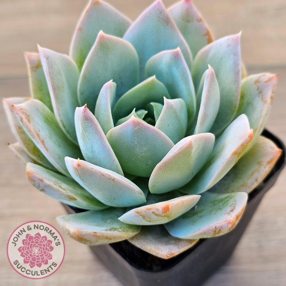 Sedum suaveolens