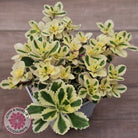 Sedum takesimense 'Atlantis'™