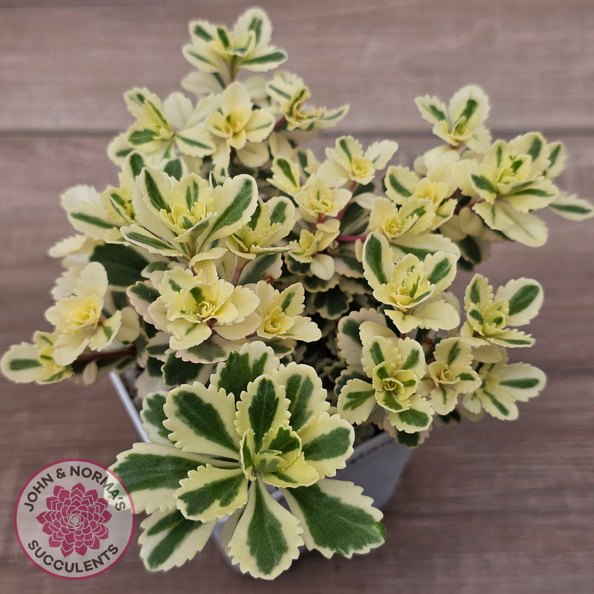 Sedum takesimense 'Atlantis'™