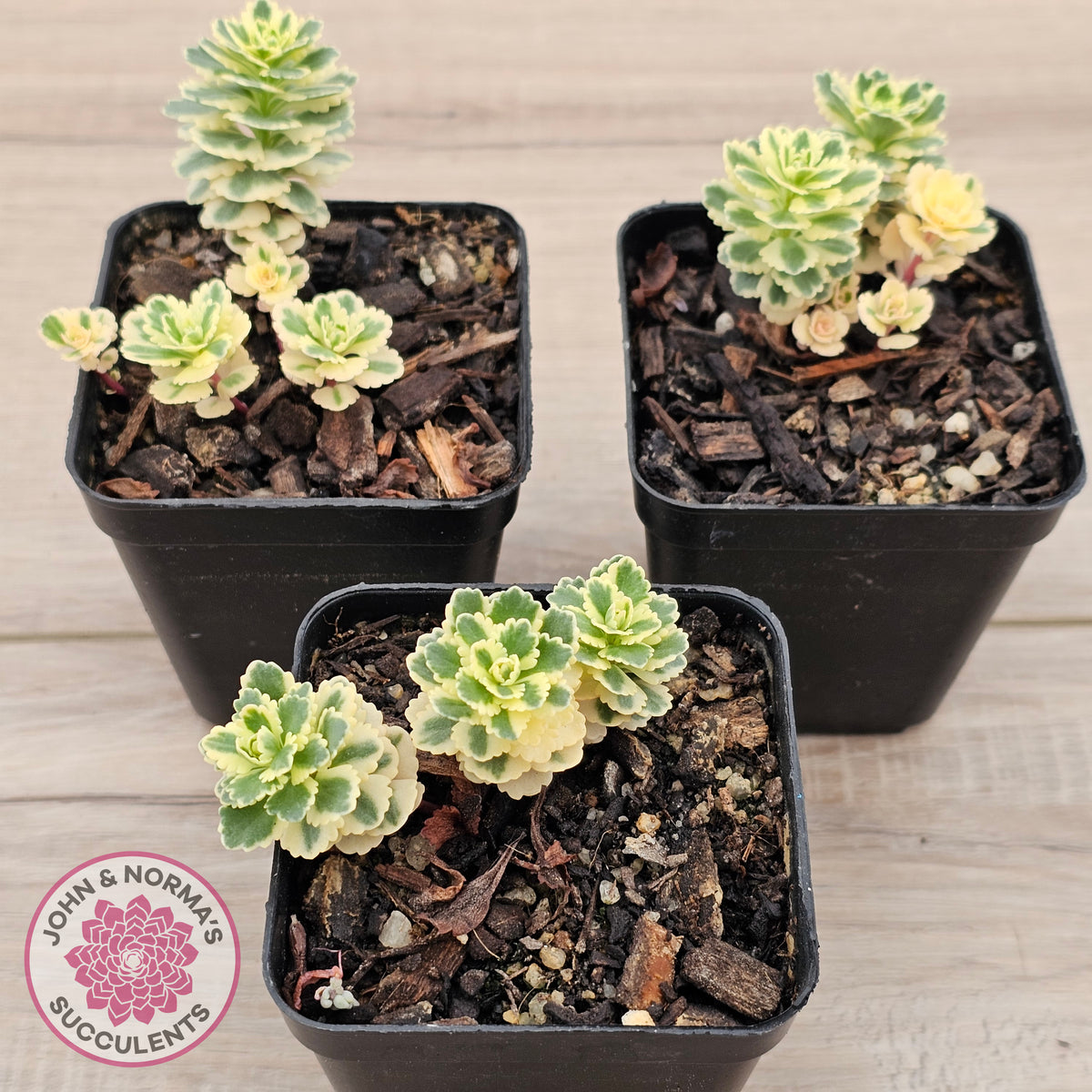 Sedum takesimense 'Atlantis'™