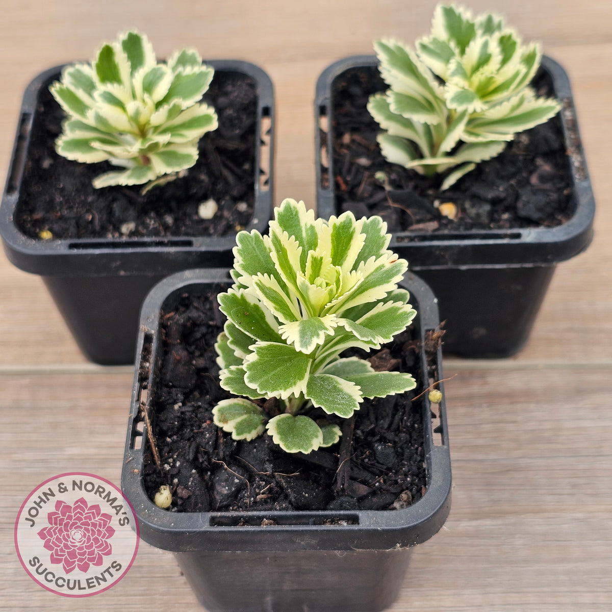 Sedum takesimense 'Atlantis'™