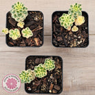 Sedum takesimense 'Atlantis'™