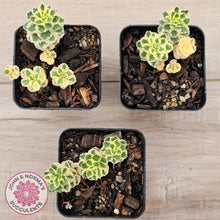 Load image into Gallery viewer, Sedum takesimense &#39;Atlantis&#39;™
