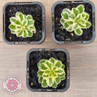 Sedum takesimense 'Atlantis'™