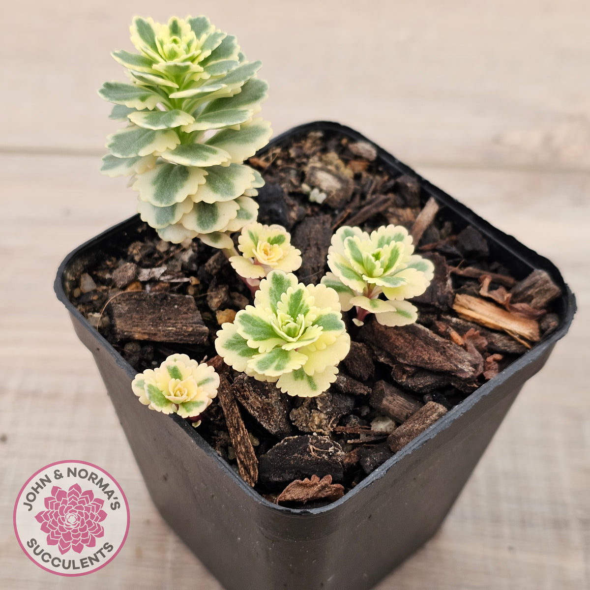 Sedum takesimense 'Atlantis'™