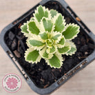 Sedum takesimense 'Atlantis'™