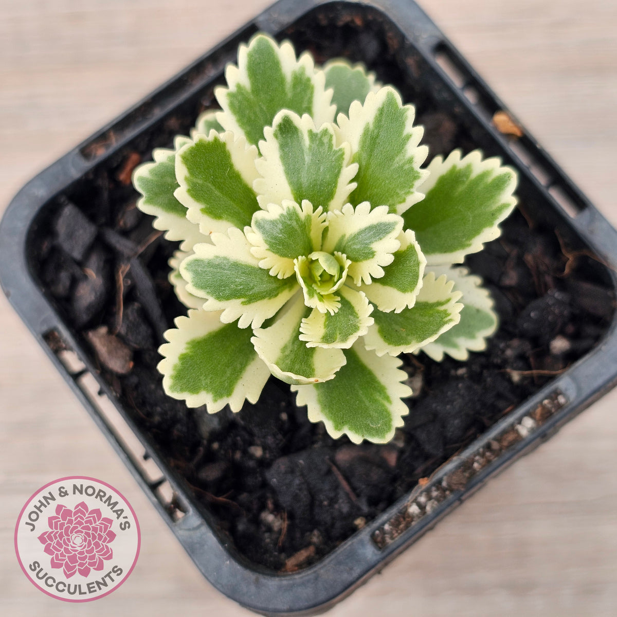 Sedum takesimense 'Atlantis'™