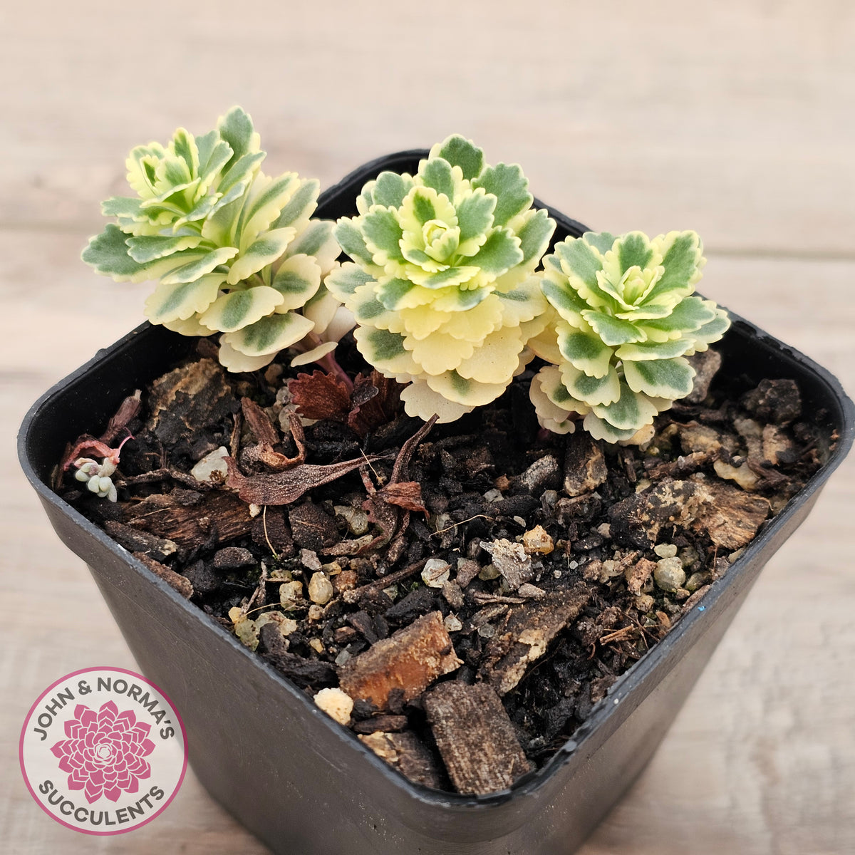 Sedum takesimense 'Atlantis'™