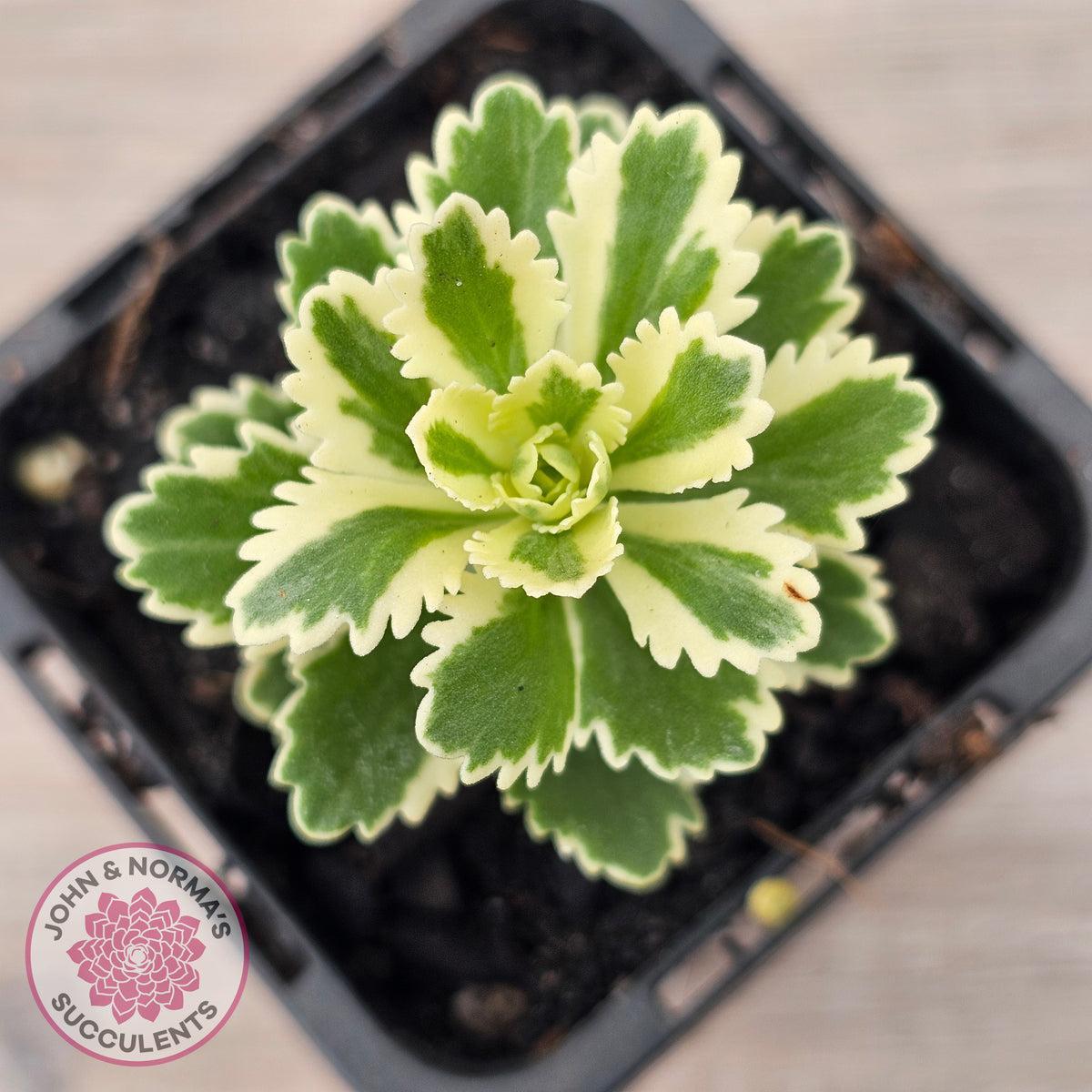 Sedum takesimense 'Atlantis'™