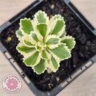 Sedum takesimense 'Atlantis'™
