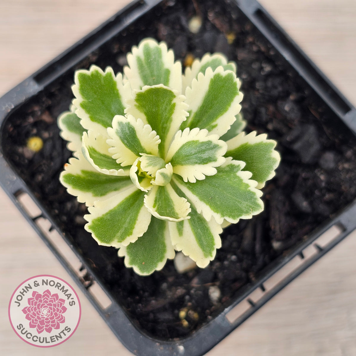 Sedum takesimense 'Atlantis'™