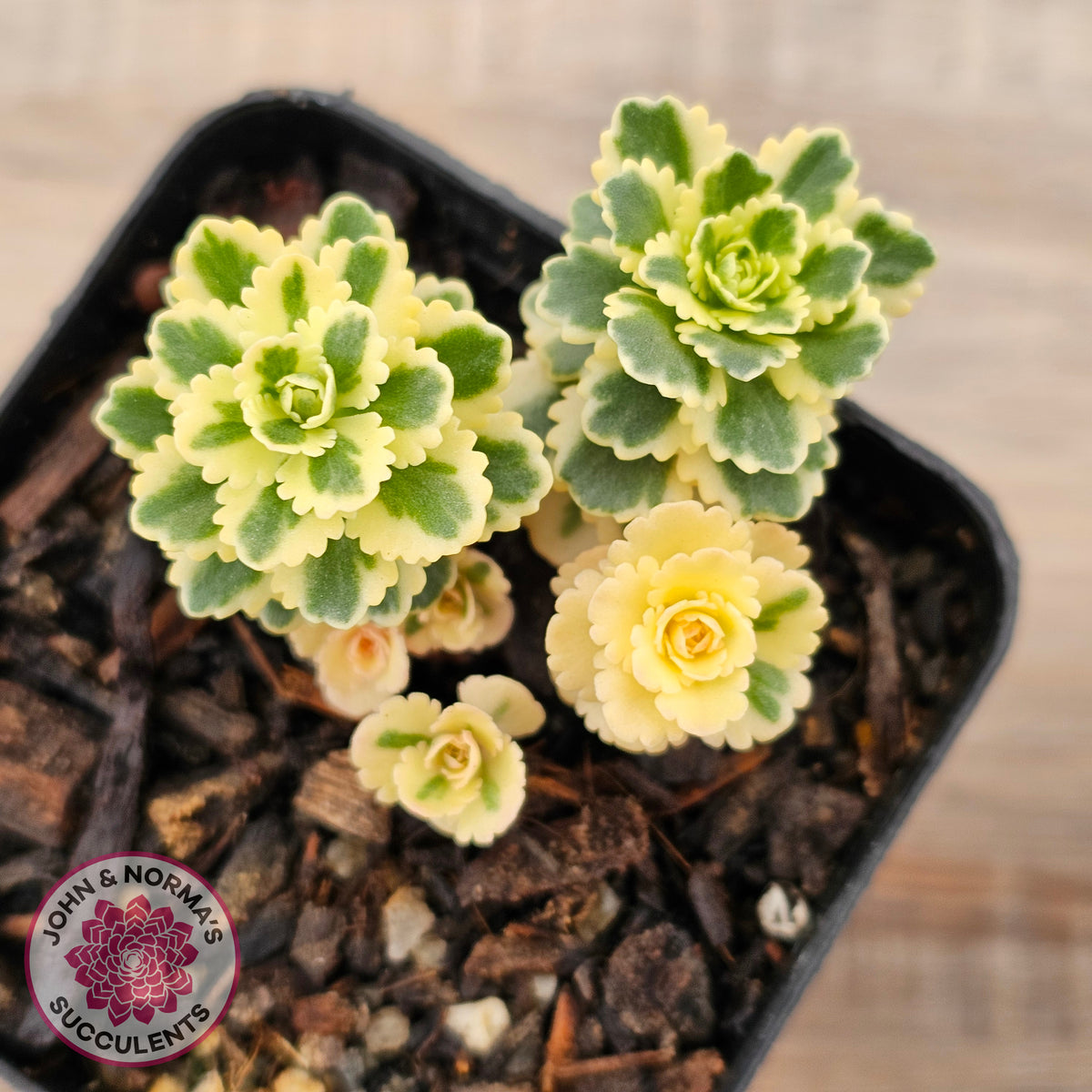 Sedum takesimense 'Atlantis'™