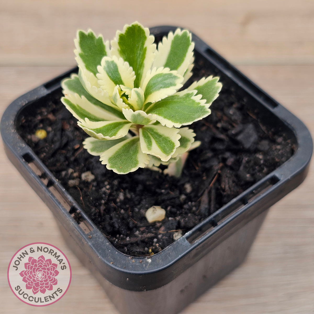Sedum takesimense 'Atlantis'™