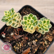Load image into Gallery viewer, Sedum takesimense &#39;Atlantis&#39;™
