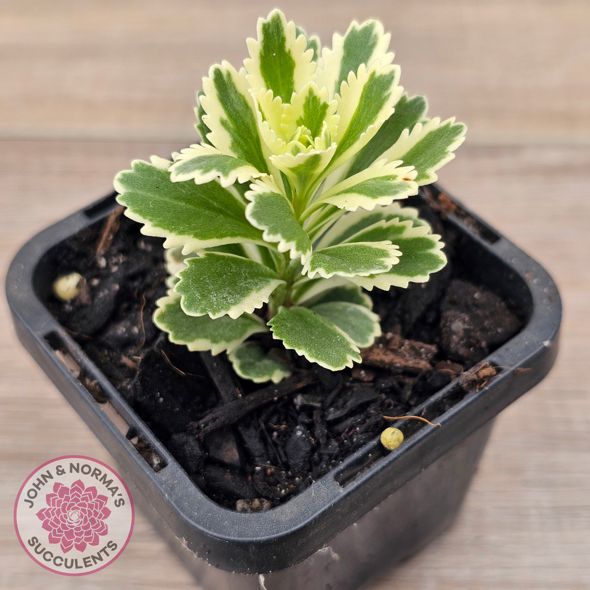 Sedum takesimense 'Atlantis'™