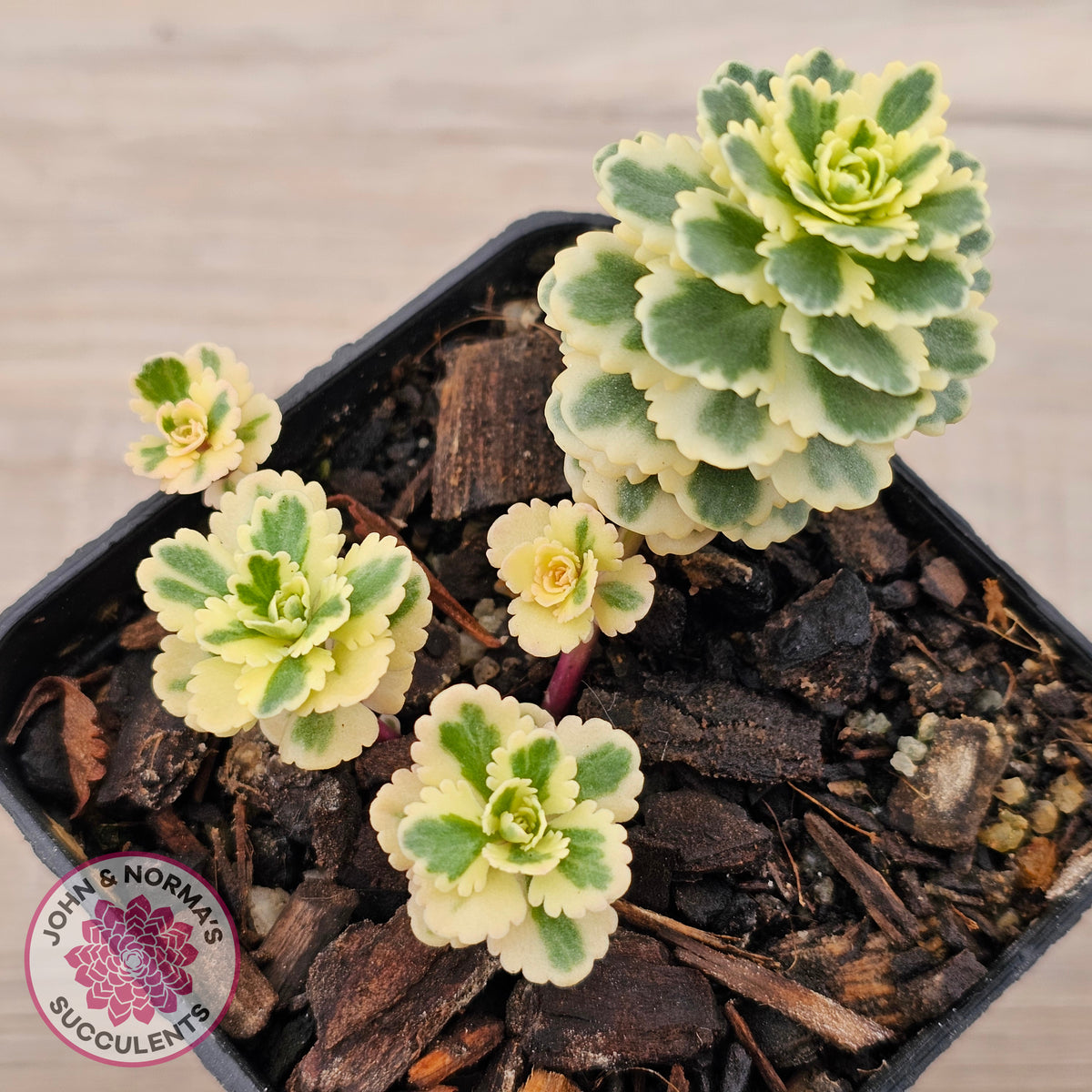 Sedum takesimense 'Atlantis'™