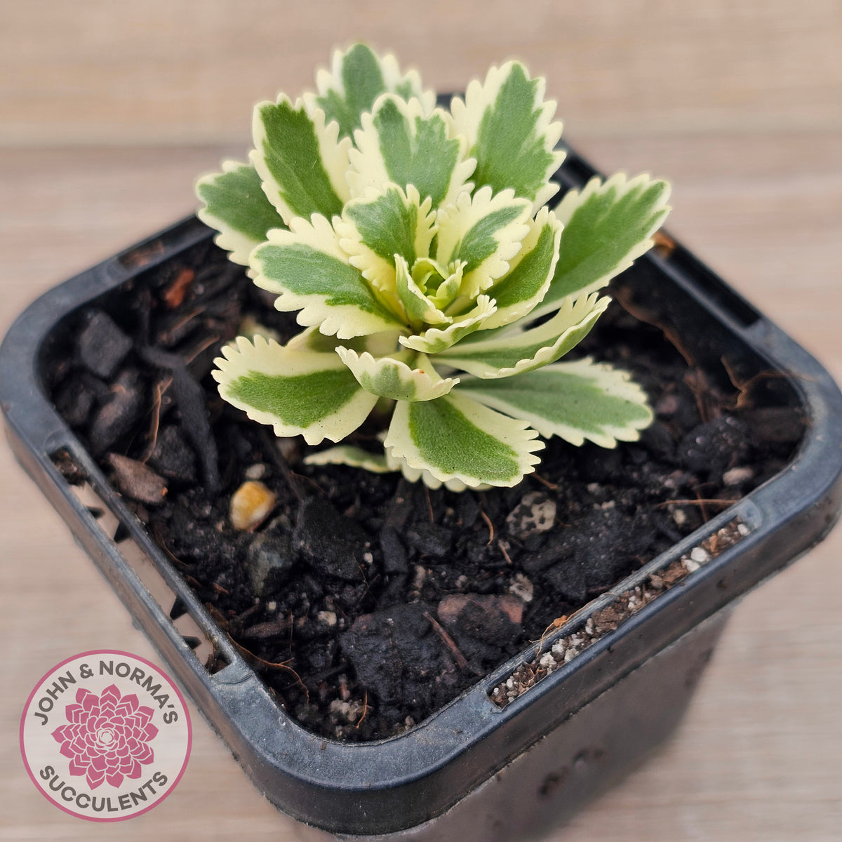 Sedum takesimense 'Atlantis'™