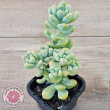 Load image into Gallery viewer, Sedum treleasei 'Angel's Tear' (multi)
