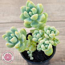 Load image into Gallery viewer, Sedum treleasei 'Angel's Tear' (multi)
