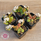 Sedum versadense