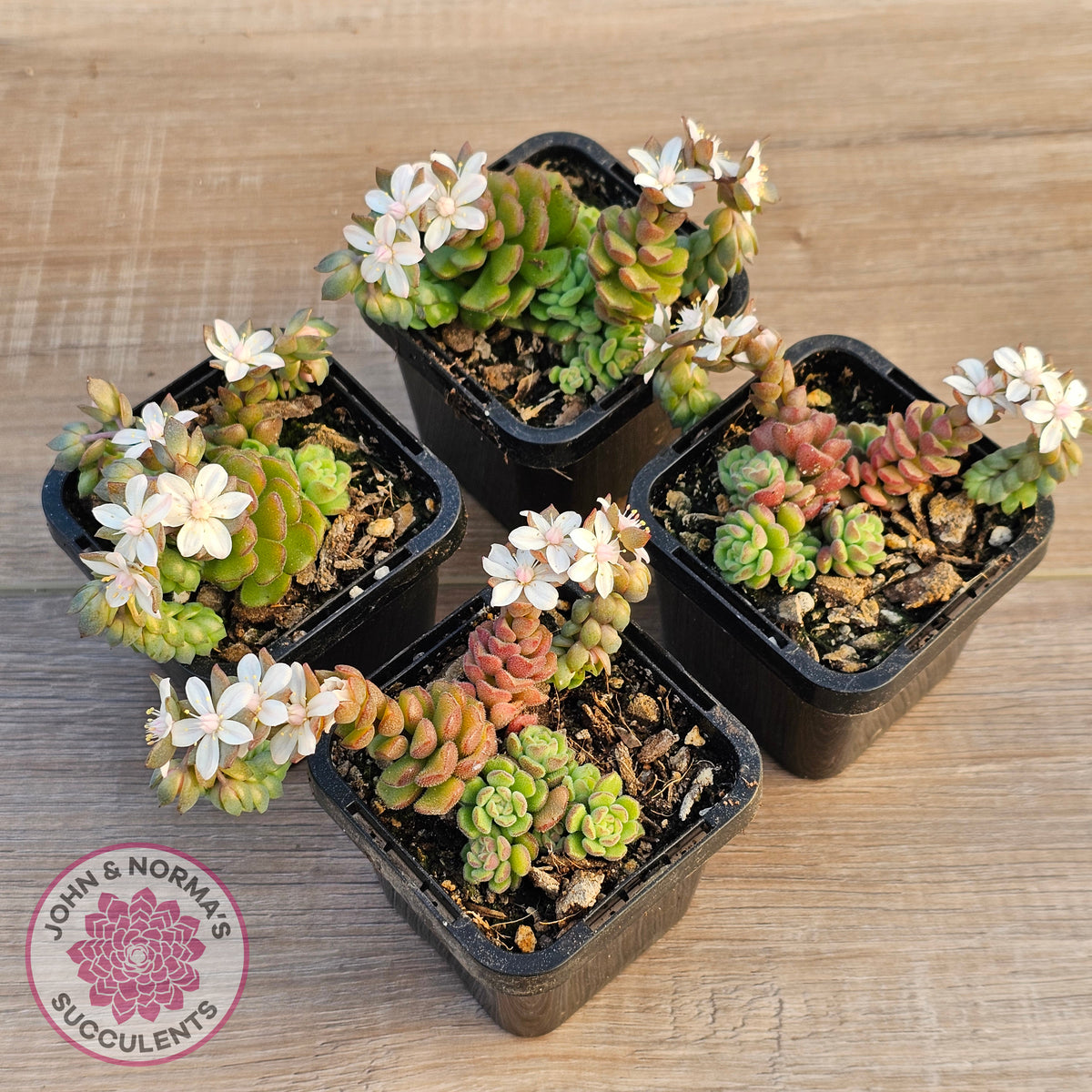 Sedum versadense