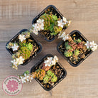 Sedum versadense