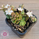 Sedum versadense