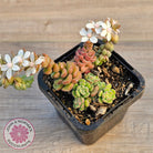 Sedum versadense