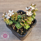 Sedum versadense