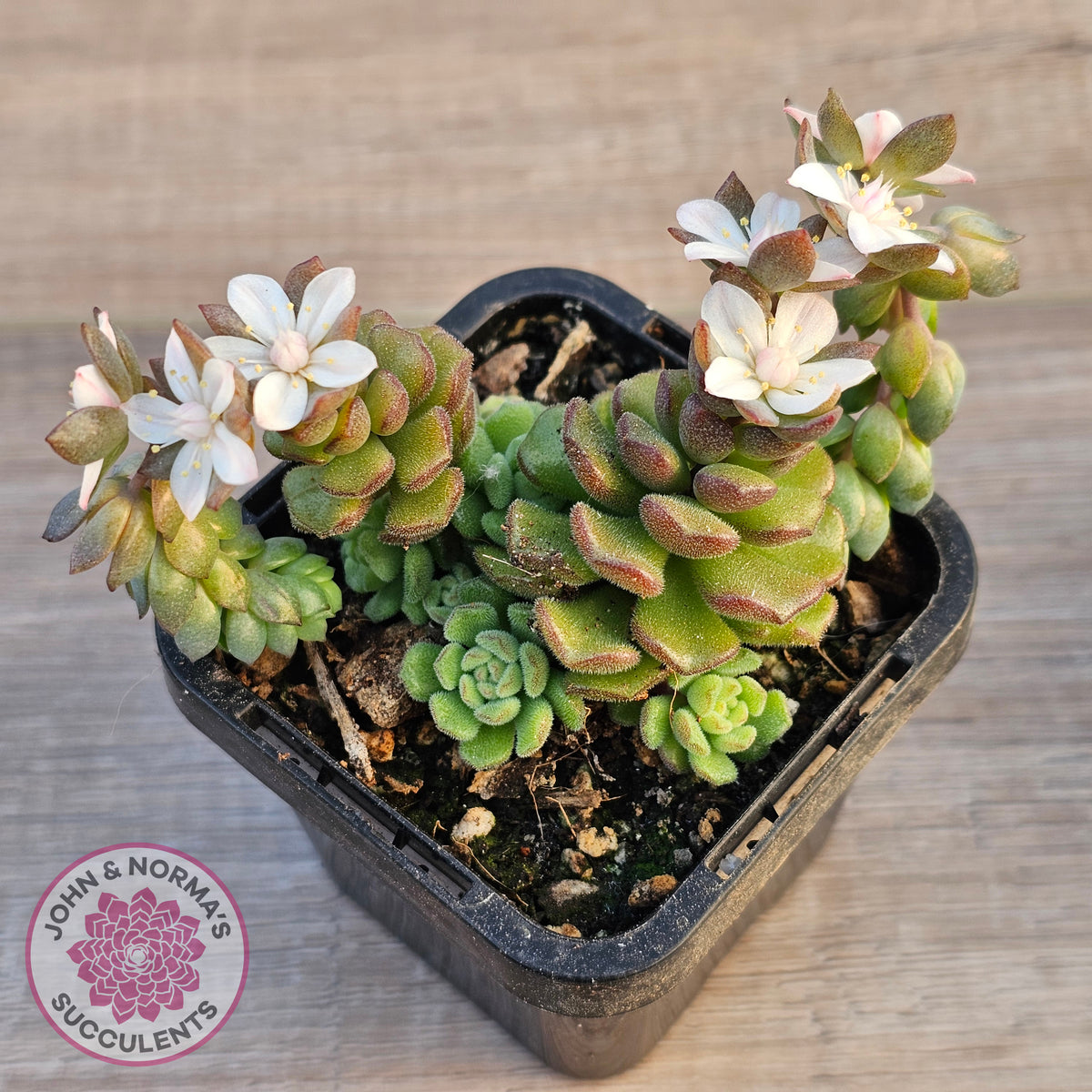 Sedum versadense
