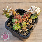 Sedum versadense