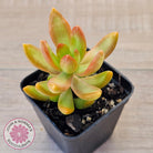 Sedum adolphi