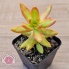 Sedum adolphi