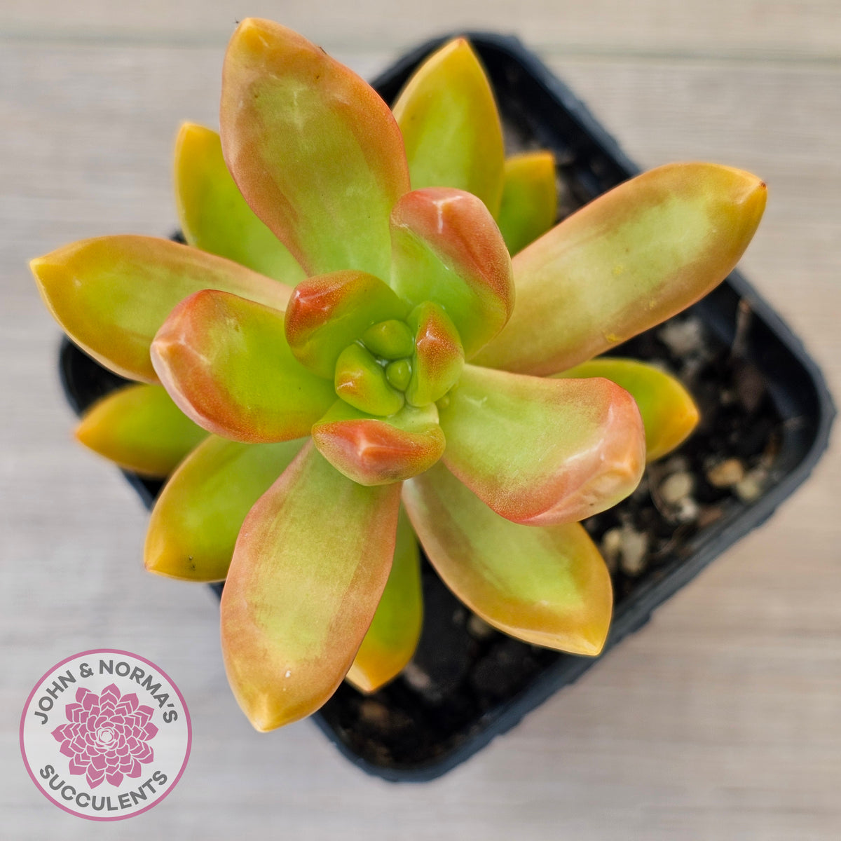 Sedum adolphi