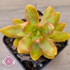 Sedum adolphi