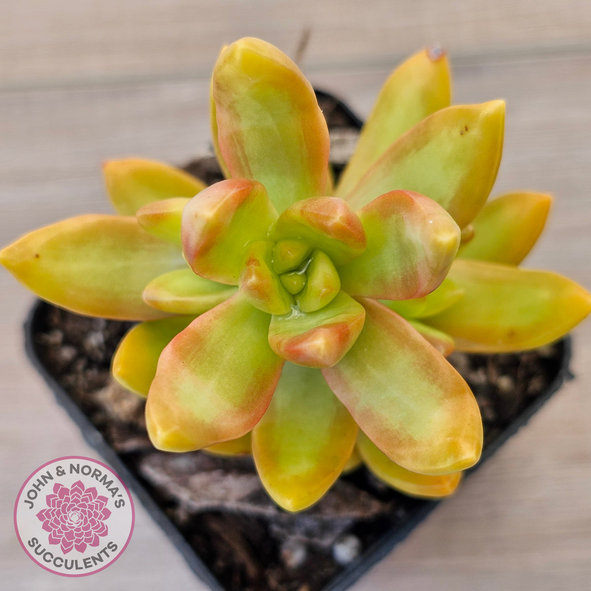 Sedum adolphi