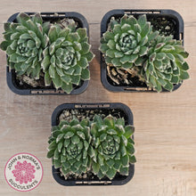 Load image into Gallery viewer, Sempervivum 'Ashes of Roses'

