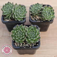 Load image into Gallery viewer, Sempervivum 'Ashes of Roses'
