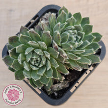 Load image into Gallery viewer, Sempervivum 'Ashes of Roses'
