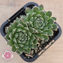 Load image into Gallery viewer, Sempervivum 'Ashes of Roses'
