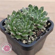 Load image into Gallery viewer, Sempervivum 'Ashes of Roses'
