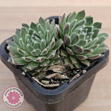 Load image into Gallery viewer, Sempervivum 'Ashes of Roses'
