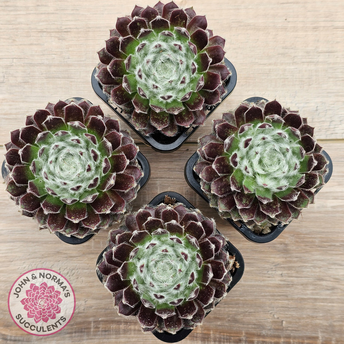 Sempervivum 'Ashes of Roses'