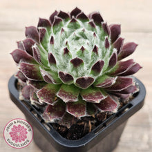 Load image into Gallery viewer, Sempervivum &#39;Ashes of Roses&#39;
