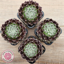 Load image into Gallery viewer, Sempervivum &#39;Ashes of Roses&#39;
