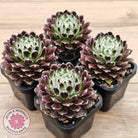 Sempervivum 'Ashes of Roses'