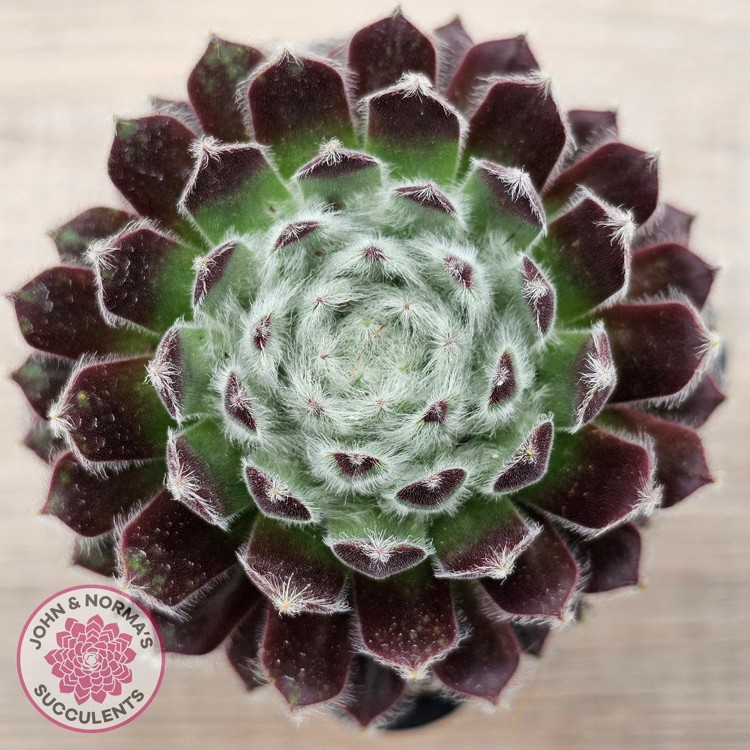 Sempervivum 'Ashes of Roses'